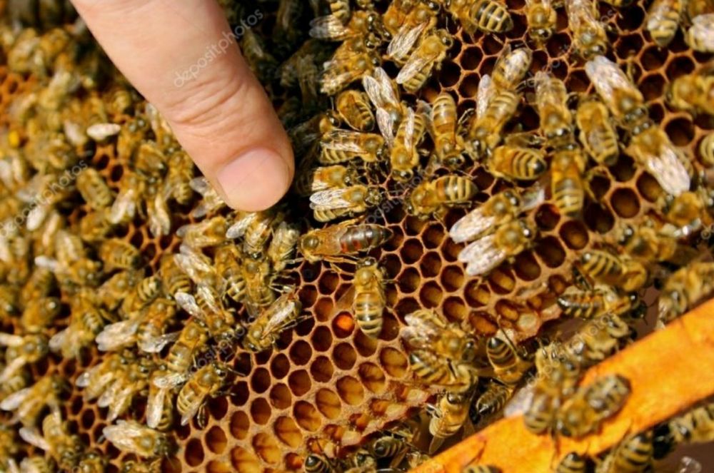 Продам бджоли, бджолопакети породи Українська степова