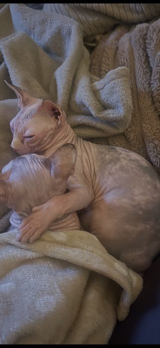 Sphinks Kanadyjski dorosła,wykastrowana kotka z rodowodem FPL