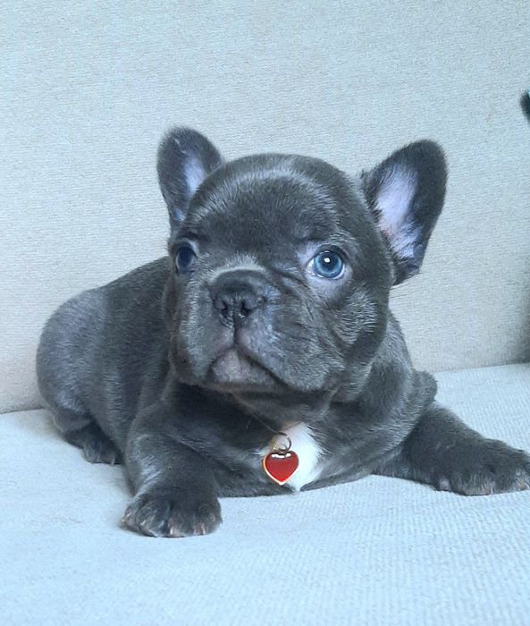 Buldog francuski piesek