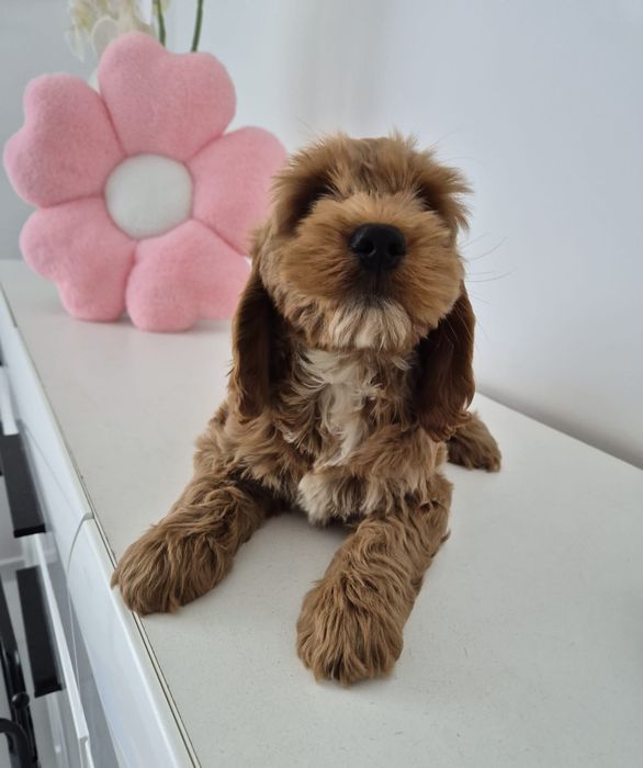 Cockapoo f1 Cockerspaniel & Pudel