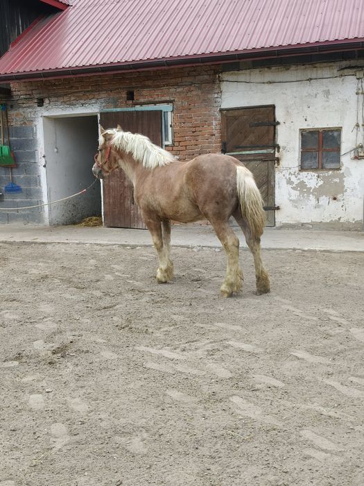 Ogierek zimnokrwisty