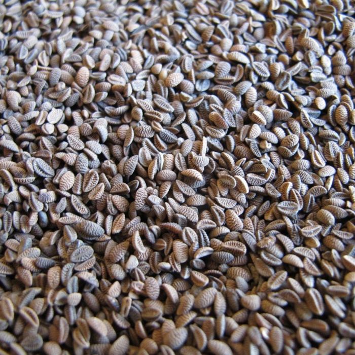 Sprzedam facelie roślina miododajna