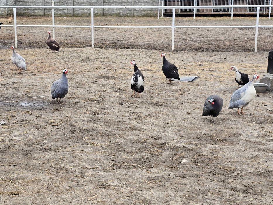 Perliczki roczne samce w różnych kolorach