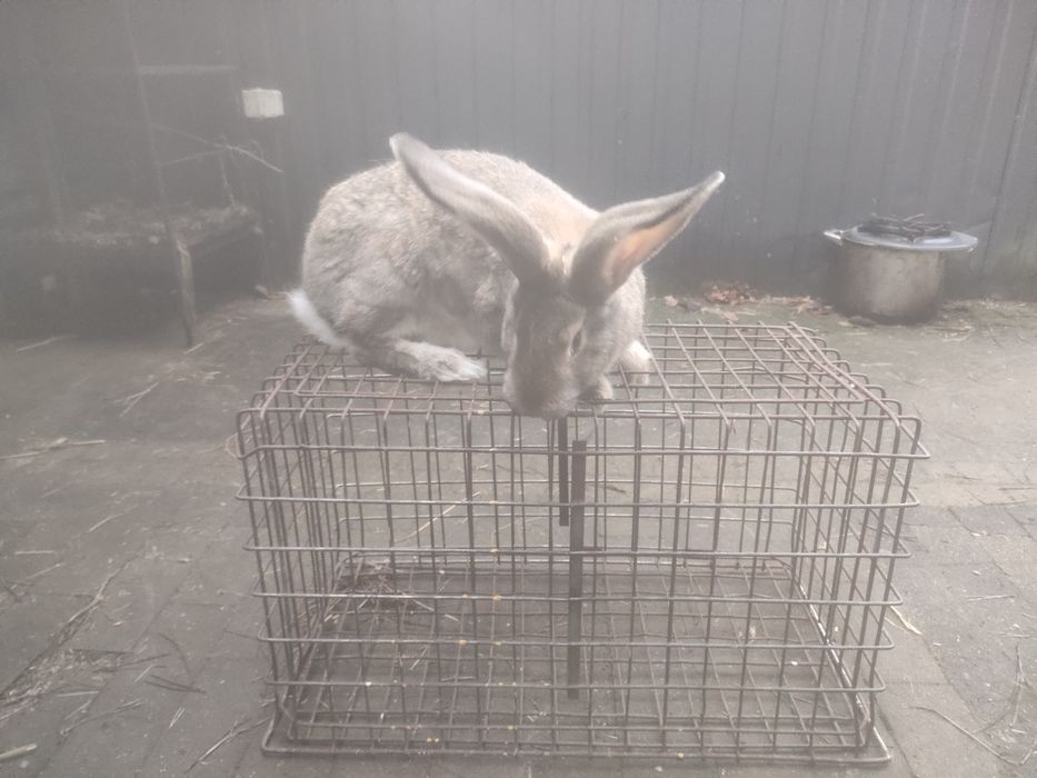 Samce i samiczki Belg olbrzymi szary szynszylowaty