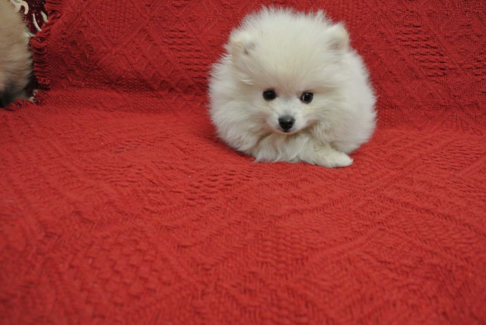 Pomeranian szpic miniaturowy