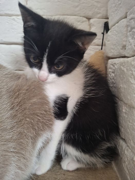 Котик Лео 2 міс.