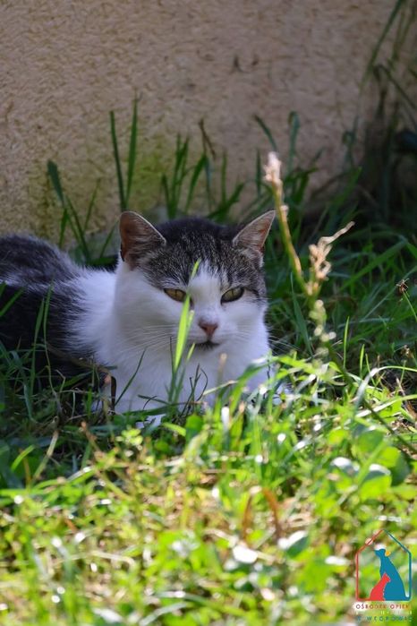 Tila 232/24 - SZUKA DOMU!