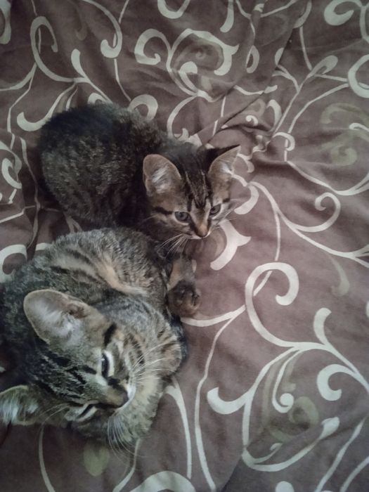 Кошенята 3 місяці