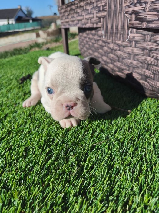 Bulldog blue pied