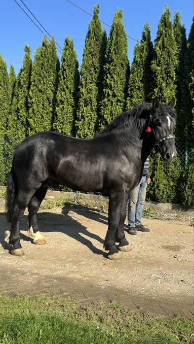 Ogier zimnokrwsity 2,5r