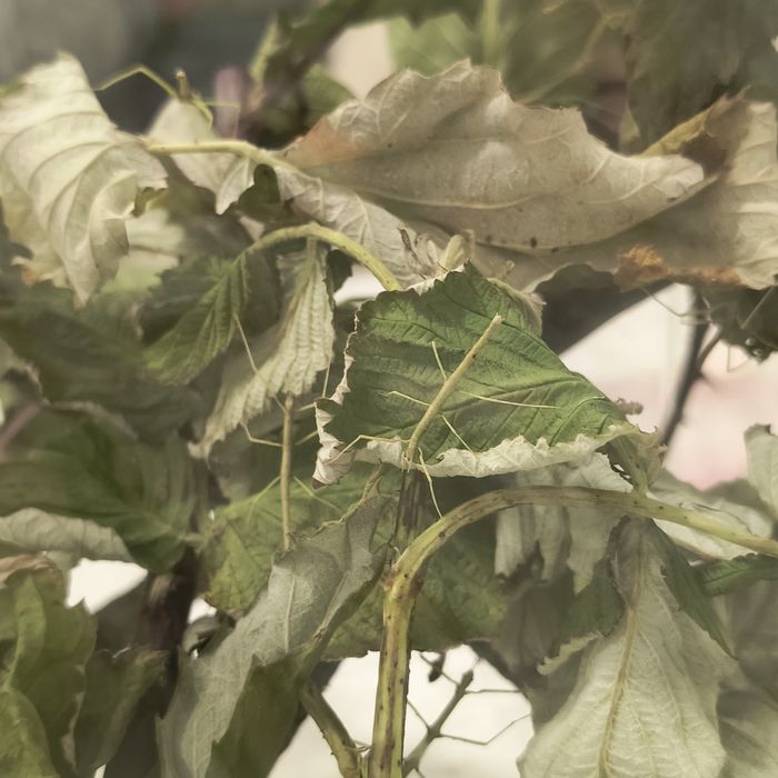 Палочники примарні БЕЗКОШТОВНО