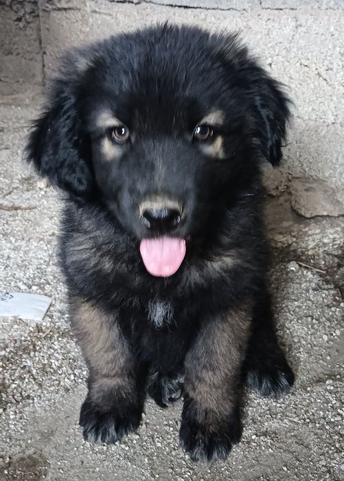 Cachorro serra da estrela
