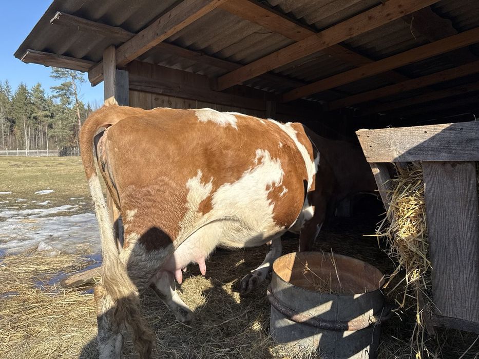 Продам корову 7 років