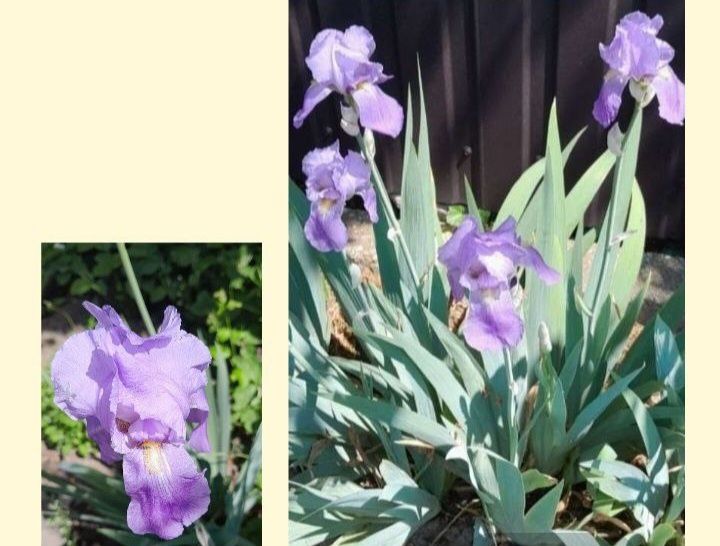 Квіти. Іриси. Безкоштовно