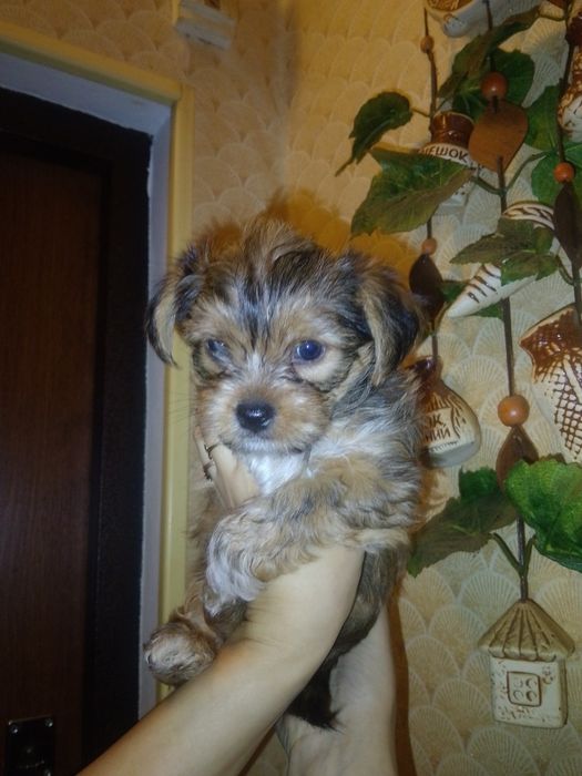 Йоркширський тер'єр.