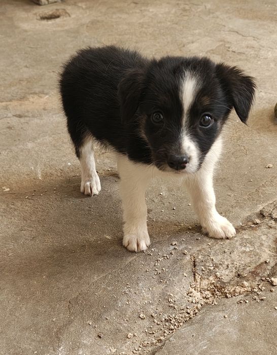 Border collie macho tricolor