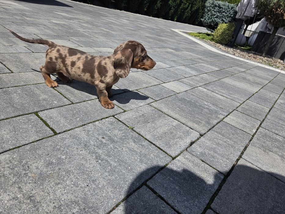 Jamnik miniaturowy piesek choco merle