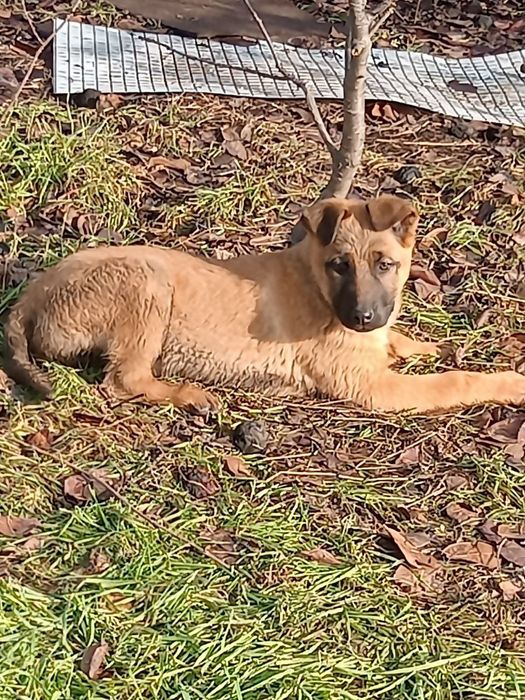 В хорошие руки  отдам