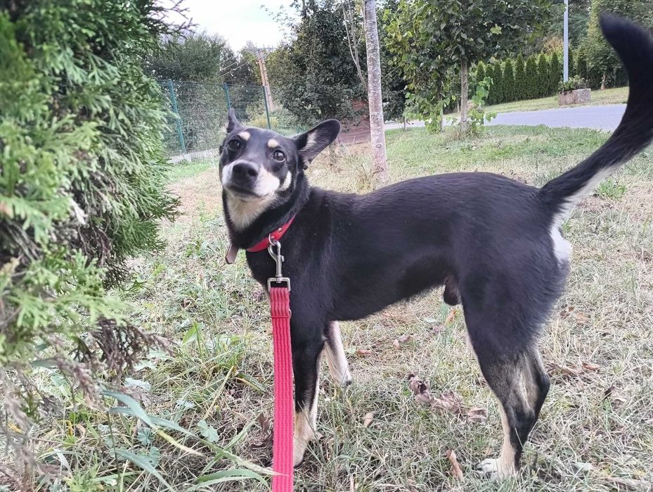 Pilne! Cudowny piesek usycha w schronisku