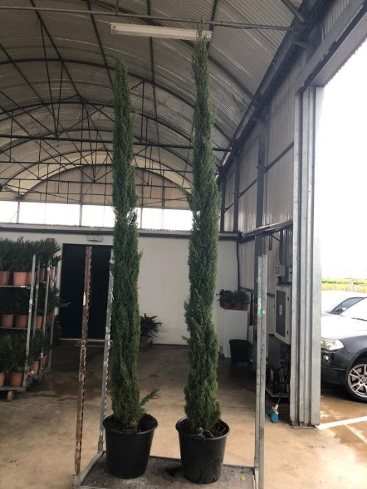 Cupressus Totem 100/600cm