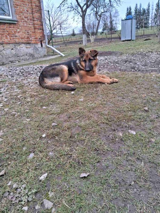 Німецька вівчарка