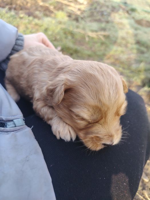 Oddam pieski kundelki