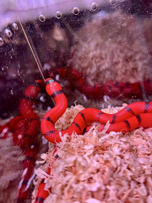 Wąż Lampropeltis, lancetogłów, wąż mleczny