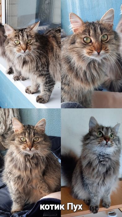 Стерилизованые котики и кошечки ищт семью