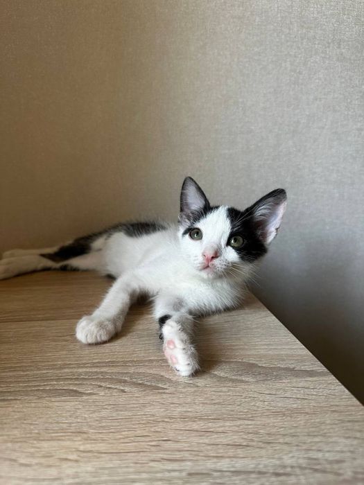 Котики з Оріхова шукають батьків
