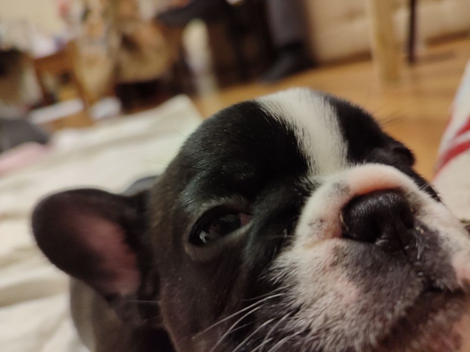 Щенки Французского бульдога