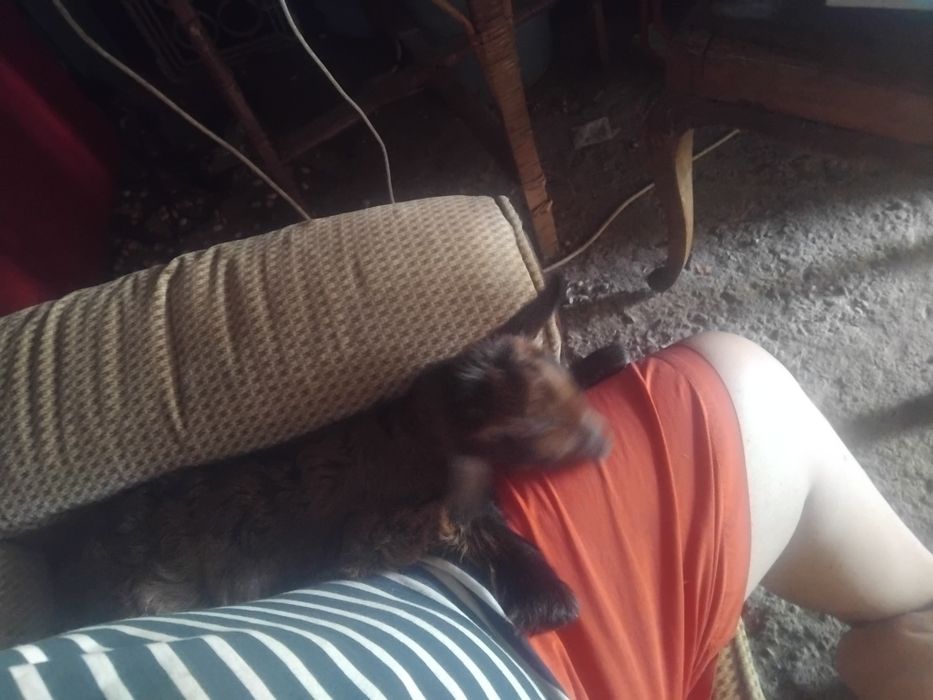 Vendo cabra micro