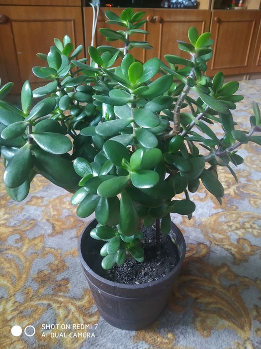 Продам  вазони недорого