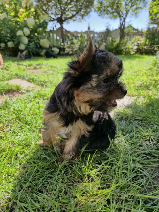 Yorkshire terrier
