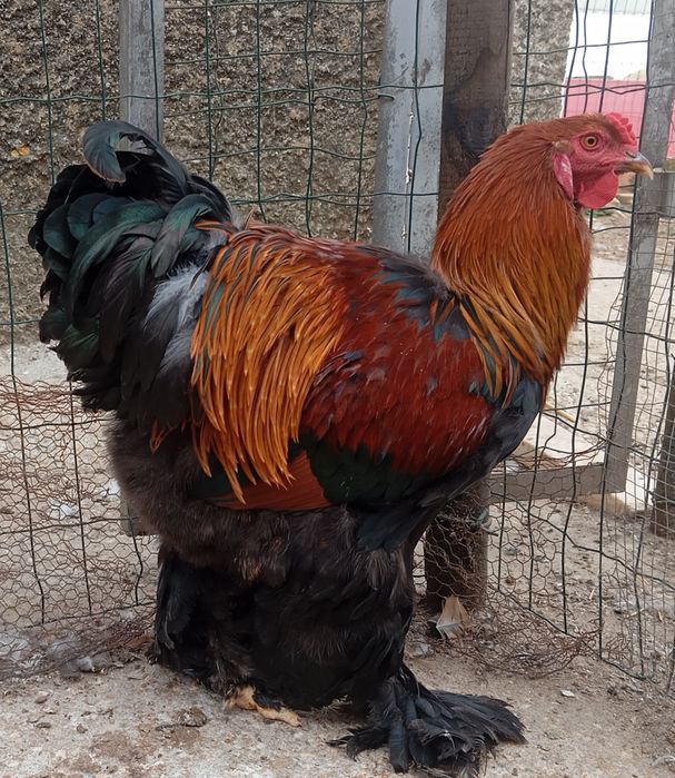 Aves Ornamentais Brahma perdiz e buff