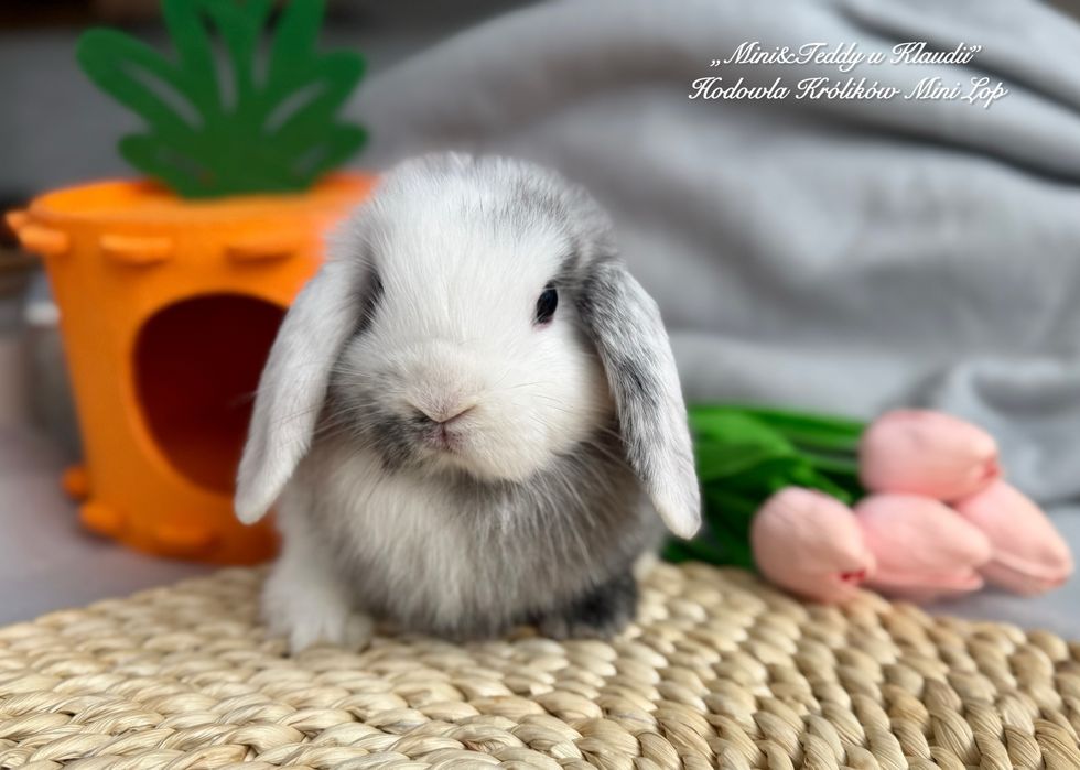 MINI LOP / transport Kraków / króliczki miniaturki rasowe mini lop