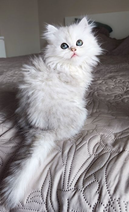 Prostowłosa kotka Selkirk rex