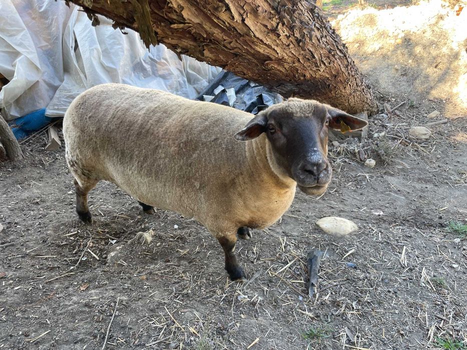 Ovelha Merino-Suffolk