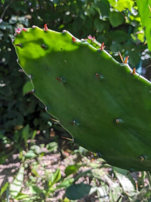 Кактусopuntia monacantha