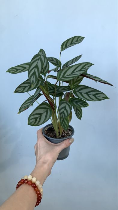 Продам Ктенанту Сетоза