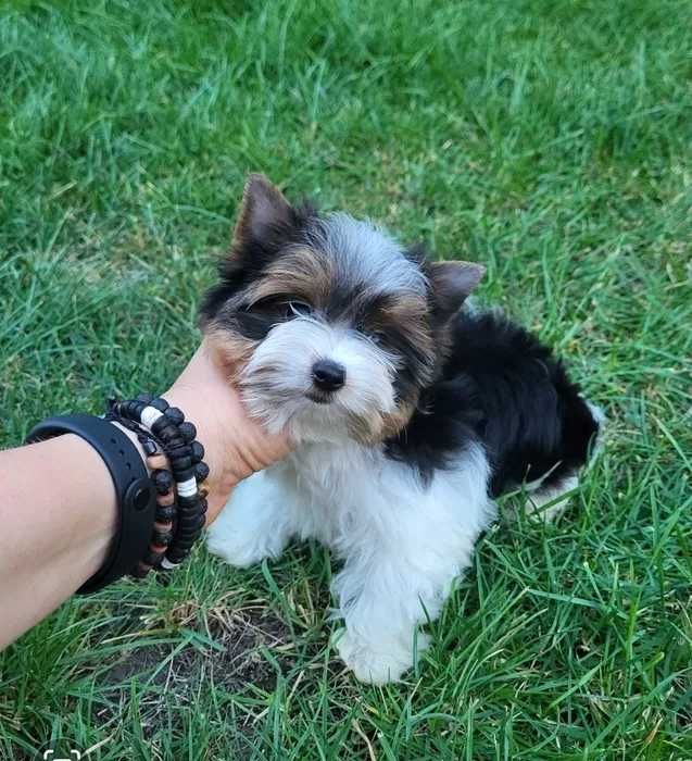 Роскошная стандартная Бивер йорки девочка VIP- класса. Есть мини. Киев