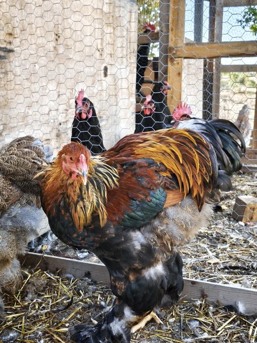 Trio de Brahma Perdiz Dourado/Azul