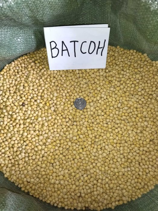 Продам насіння сої.