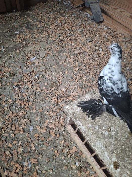 Gołębie młode tegoroczne