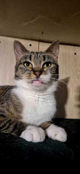 Ines - spokojna, delikatna koteczka