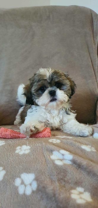 Śliczny Piesek Shih Tzu