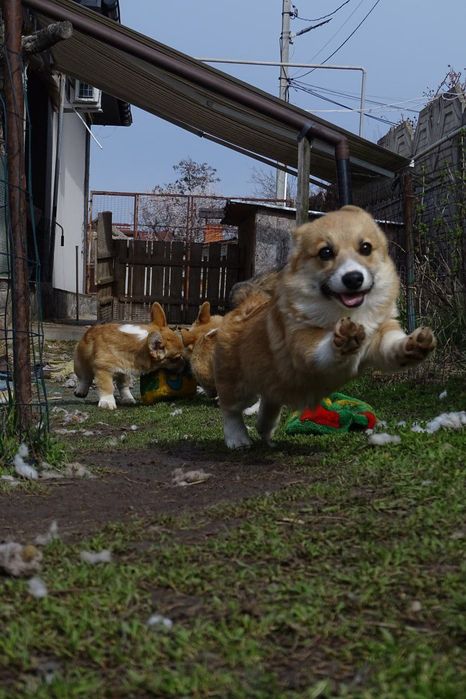 Розплідник пропонує