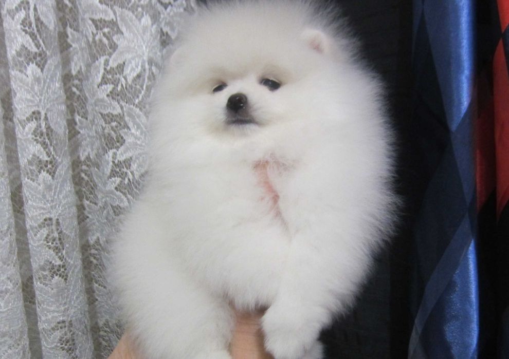 Вязка  померанский шпиц. Киев.