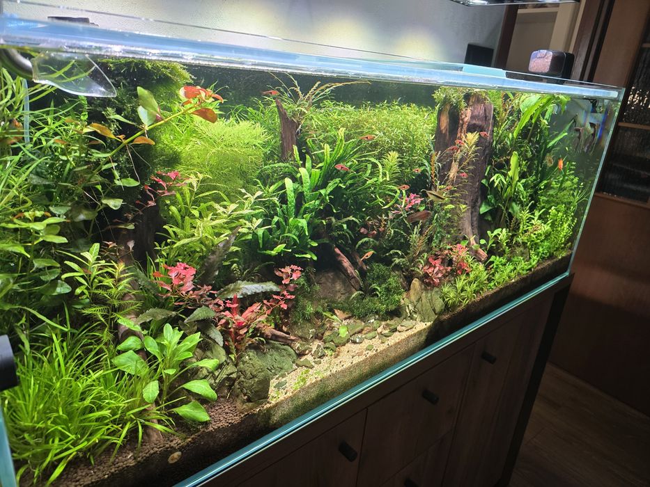 Rośliny akwariowe z przycinki