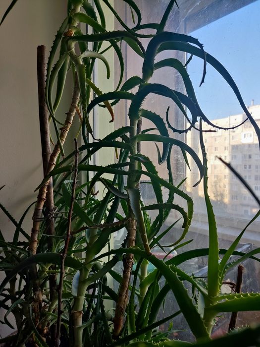 Алое, лекарственное растение