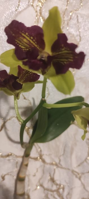 Дендробіум Tongchai gold 3 lips